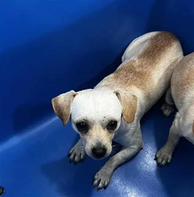 Photo of Remy, adoptable Mixed Breed