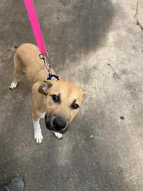 Photo of Roxy, adoptable Mixed Breed