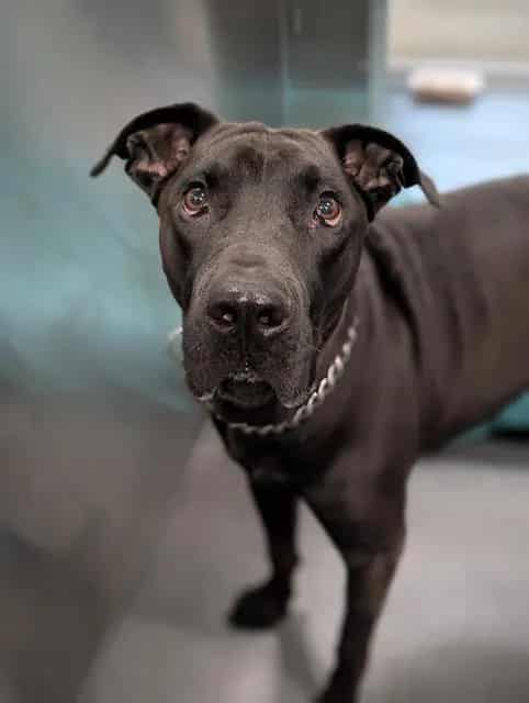 Photo of Saint, adoptable Mixed Breed