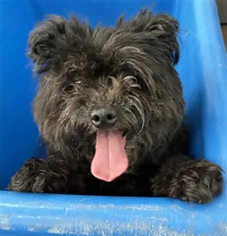 Photo of Max, adoptable Mixed Breed