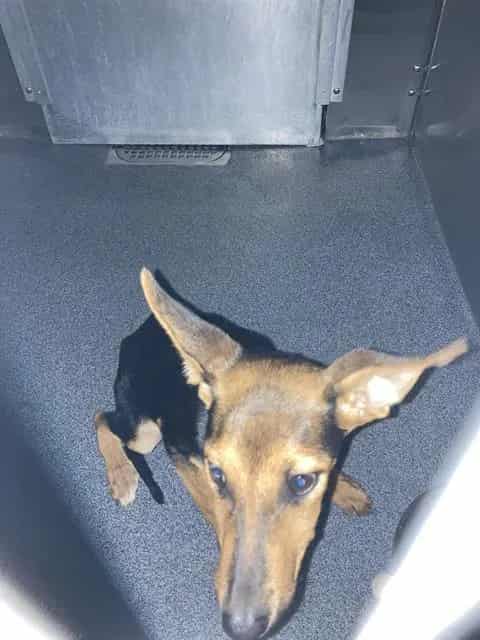 Photo of Mallory, adoptable Mixed Breed