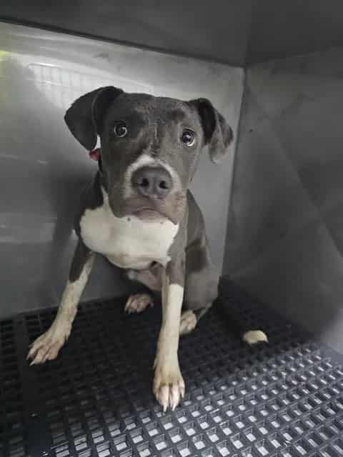 Photo of Amber, adoptable Mixed Breed