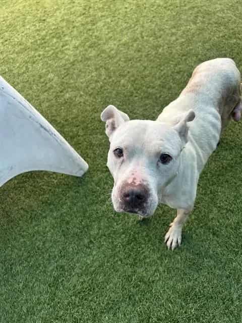 Photo of China, adoptable Mixed Breed