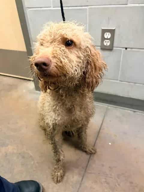 Photo of Milo, adoptable Poodle - Miniature mix
