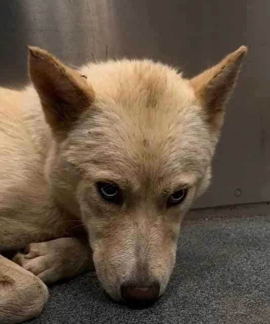 Photo of Jill, adoptable Mixed Breed