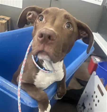 Photo of Nita, adoptable Mixed Breed