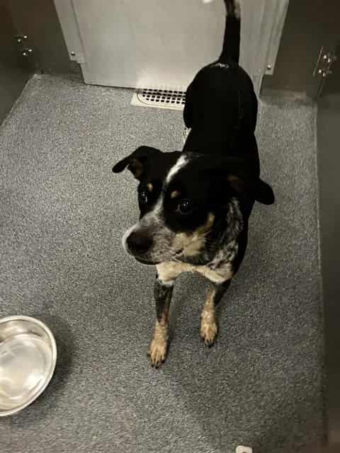 Photo of Cowabunga, adoptable Mixed Breed