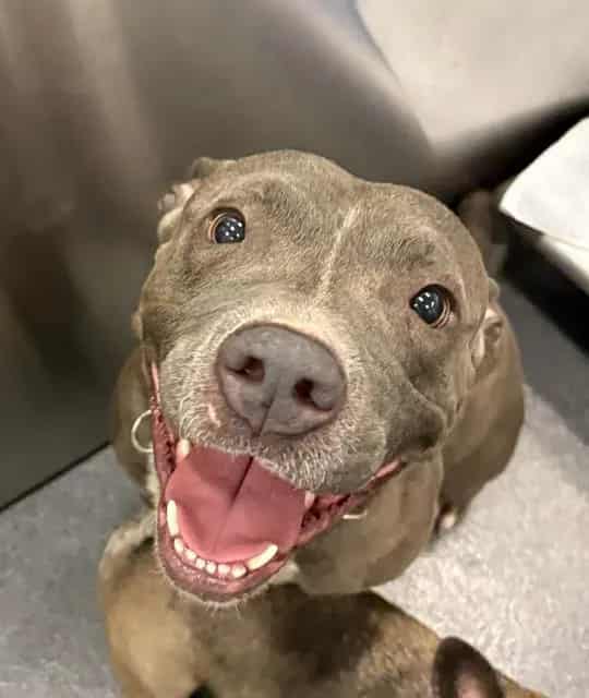 Photo of Thelma, adoptable Mixed Breed