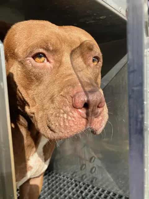 Photo of Heat, adoptable Pit Bull Terrier mix