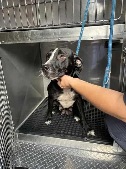 Photo of Felicia, adoptable Mixed Breed