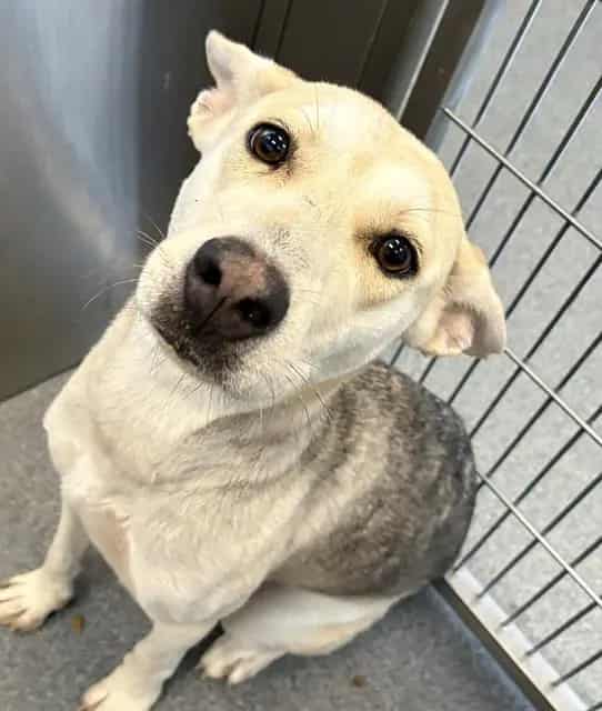 Photo of Luna, adoptable Mixed Breed