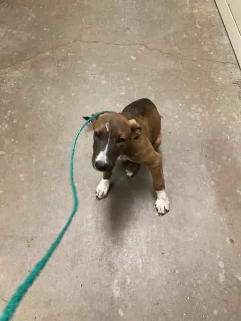 Photo of Pistachio, adoptable Mixed Breed