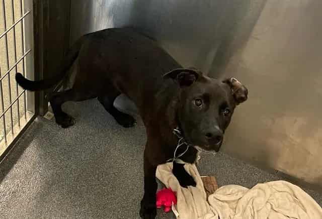 Photo of Karz, adoptable Mixed Breed