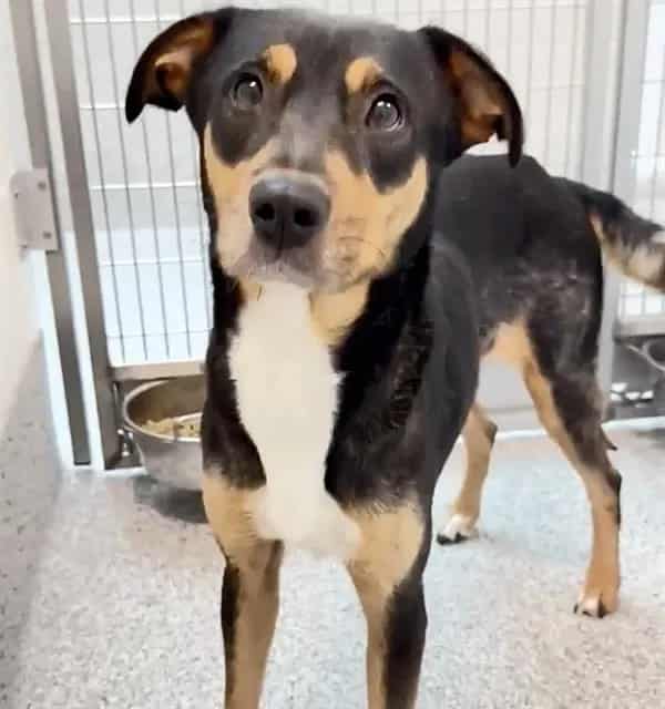 Photo of Dulce, adoptable German Pinscher mix in Houston, Texas