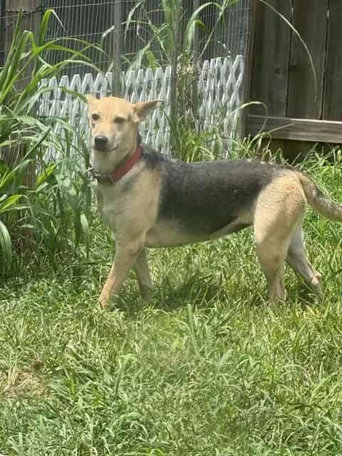 Photo of Lori, adoptable German Shepherd Dog mix in Houston, Texas