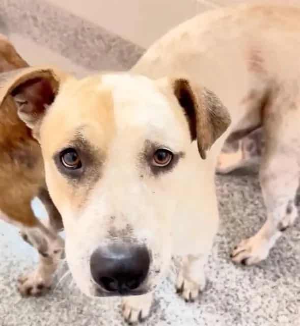 Photo of Bevo, adoptable Australian Cattle Dog and American Staffordshire Terrier in Houston, Texas
