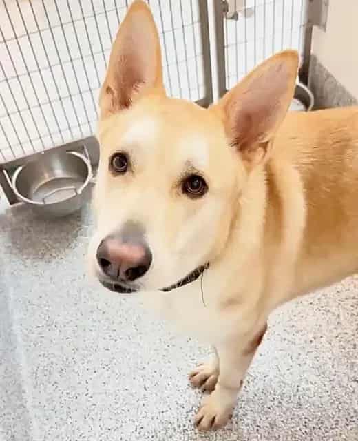 Photo of Ref, adoptable Alaskan Husky mix in Houston, Texas