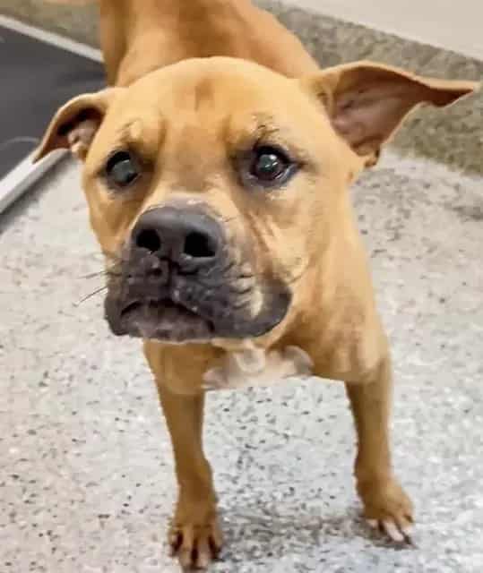 Photo of Georgie, adoptable Boxer mix in Houston, Texas
