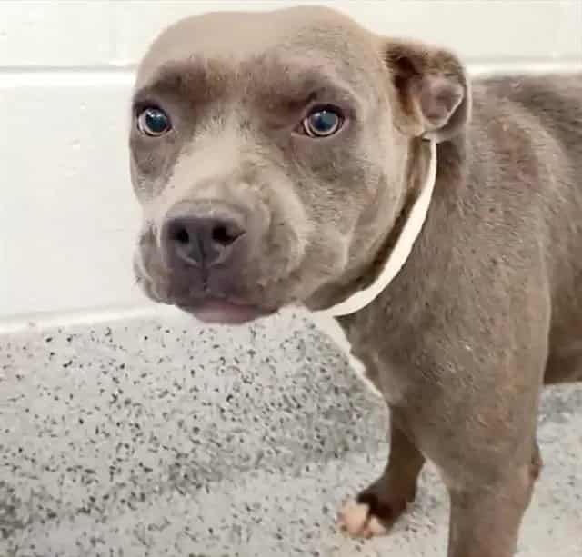 Photo of Francine, adoptable Pit Bull Terrier in Houston, Texas