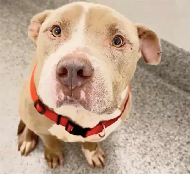 Photo of Luca, adoptable Pit Bull Terrier in Houston, Texas