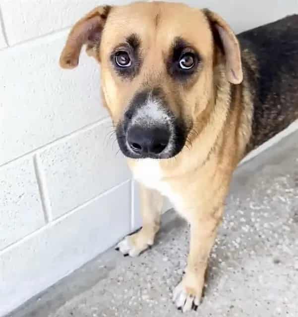 Photo of Bernie, adoptable Belgian Malinois mix in Houston, Texas