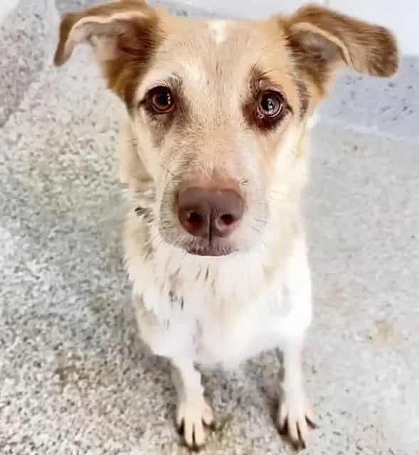 Photo of Tallulah, adoptable German Shepherd Dog mix in Houston, Texas