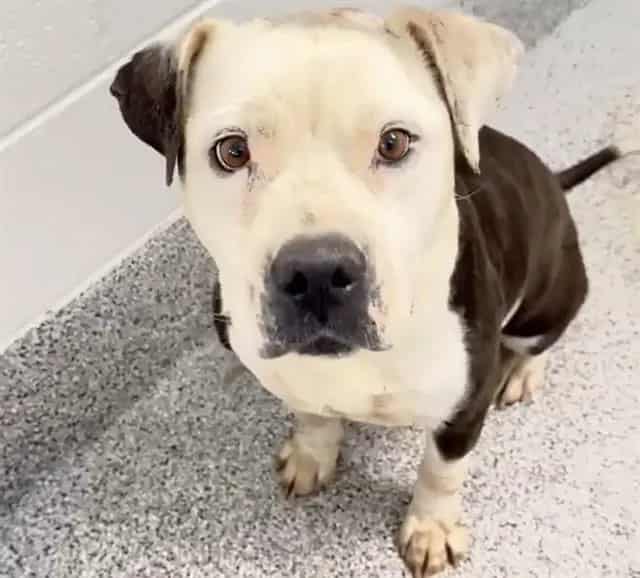 Photo of Missy, adoptable Pit Bull Terrier in Houston, Texas