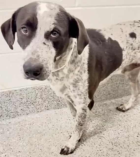 Photo of Senior German Shorthaired Pointer, adoptable German Shorthaired Pointer in Houston, Texas