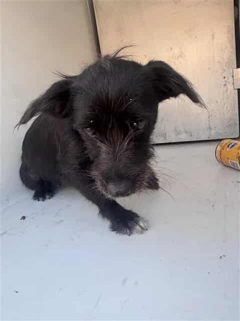 Photo of Senior Scottish Terrier, adoptable Scottish Terrier in Houston, Texas