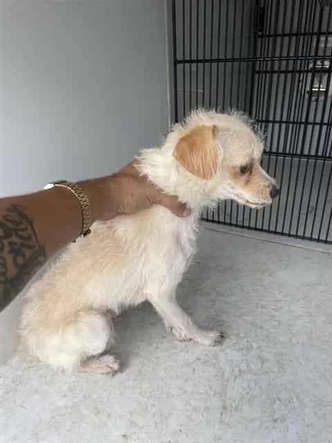 Photo of Senior Border Terrier, adoptable Border Terrier in Houston, Texas