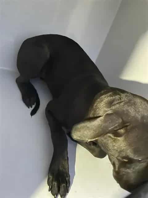 Photo of Senior Pit Bull Terrier mix, adoptable Pit Bull Terrier mix in Houston, Texas