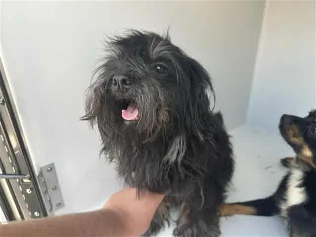Photo of Senior Havanese mix, adoptable Havanese mix in Houston, Texas