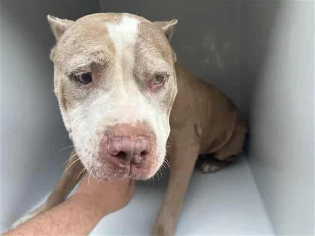 Photo of Senior American Bulldog mix, adoptable American Bulldog mix in Houston, Texas