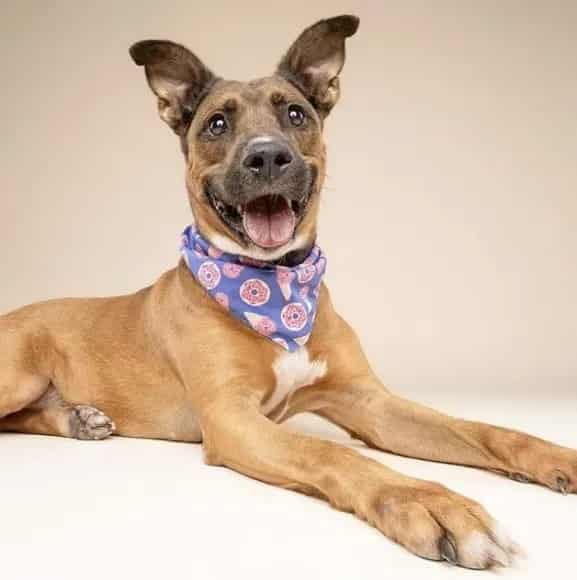 Photo of Nano, adoptable Terrier in Miami, Florida