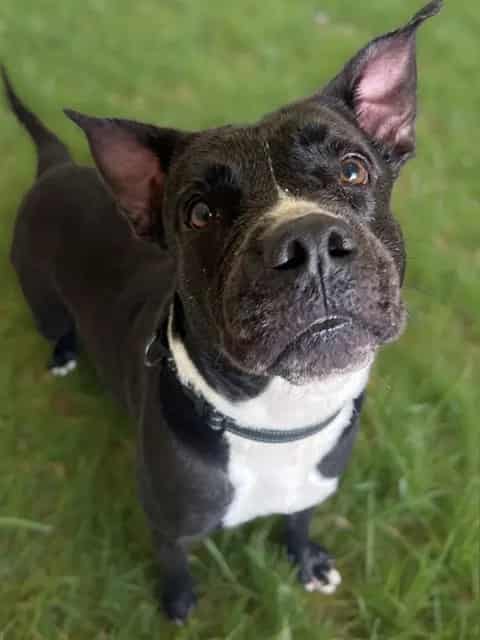Photo of Valeria, adoptable Terrier mix in Miami, Florida