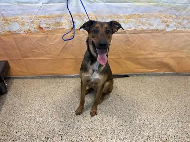 Photo of Kiara, adoptable Terrier in Miami, Florida