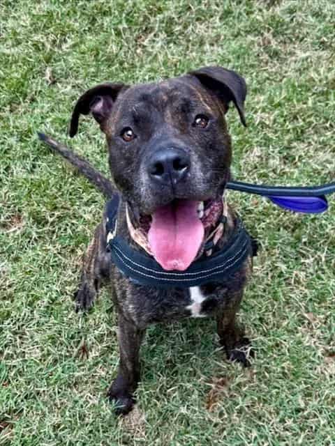 Photo of Caribbean, adoptable Terrier mix in Miami, Florida