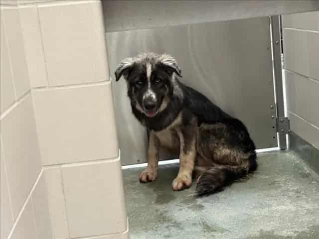 Photo of Senior Mixed Breed, adoptable Mixed Breed in Santa Fe, New Mexico