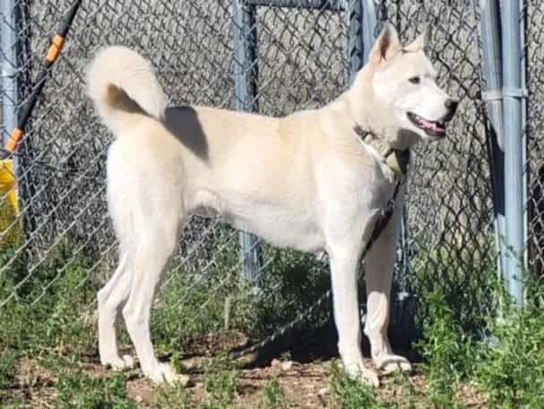 Photo of Bolt, adoptable Mixed Breed in Santa Fe, New Mexico