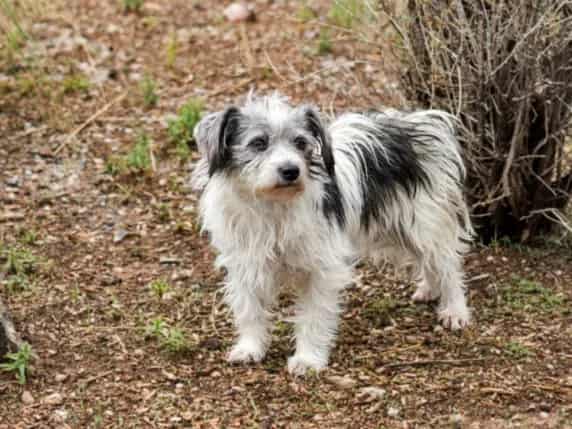 Photo of Walter, adoptable Mixed Breed in Santa Fe, New Mexico