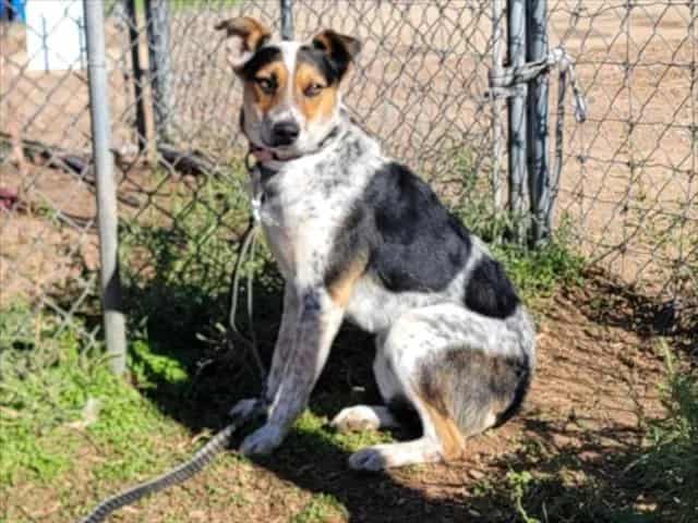 Photo of Senior Mixed Breed, adoptable Mixed Breed in Santa Fe, New Mexico