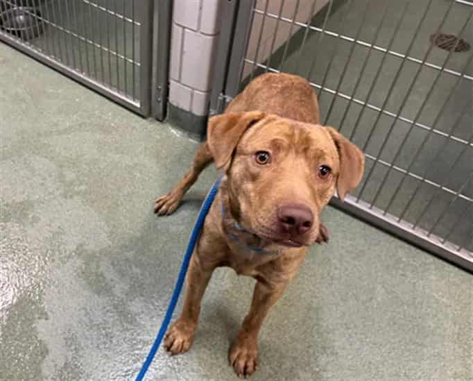 Photo of Buddy, adoptable Mixed Breed in Santa Fe, New Mexico