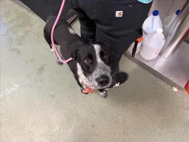 Photo of Aren, adoptable Mixed Breed in Santa Fe, New Mexico