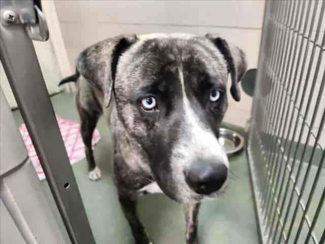 Photo of Senior Mixed Breed, adoptable Mixed Breed in Santa Fe, New Mexico