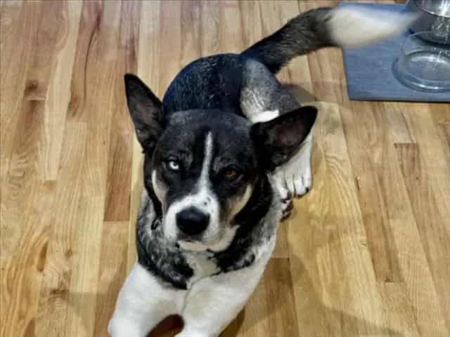 Photo of Karlie, adoptable Mixed Breed in Santa Fe, New Mexico