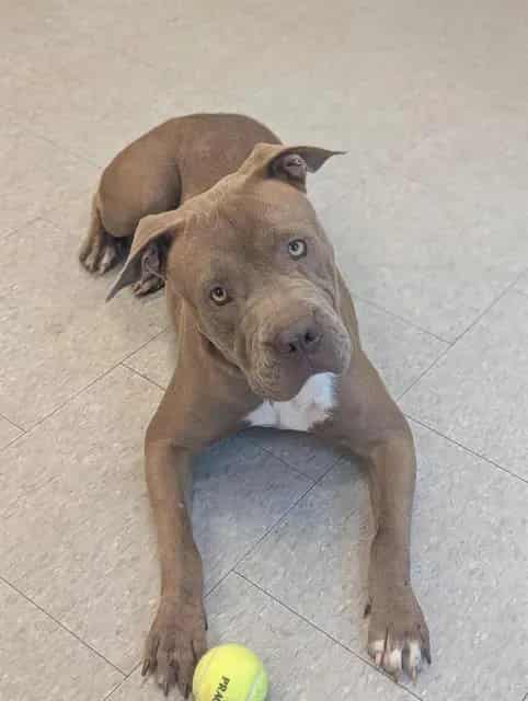 Photo of Zarya, adoptable dog in Palmetto, Florida