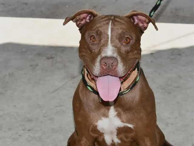 Photo of Londy, adoptable dog in Palmetto, Florida