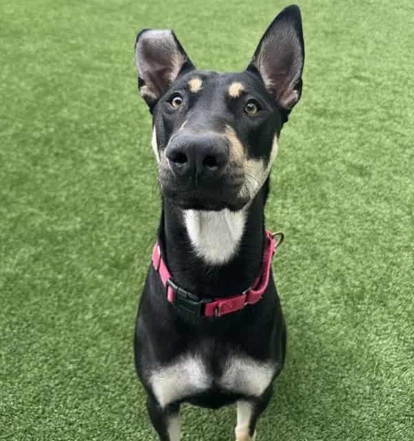 Photo of Skipper, adoptable dog in Palmetto, Florida