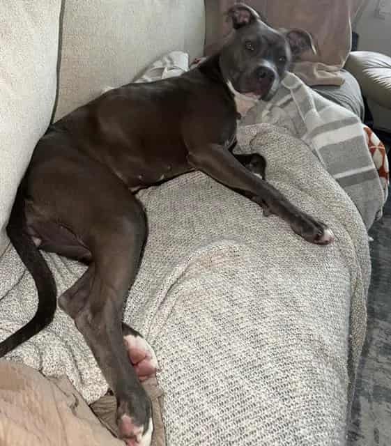 Photo of Sterling, adoptable dog in Palmetto, Florida