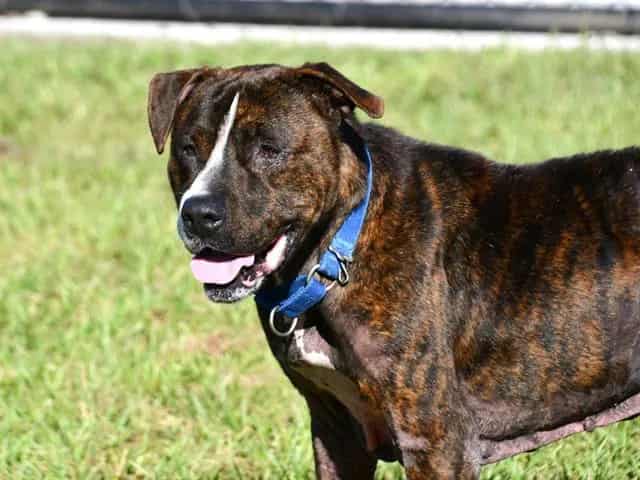 Photo of Dexter, adoptable dog in Palmetto, Florida
